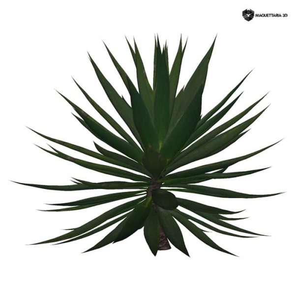 Agave Sisalana 01 - Image 2