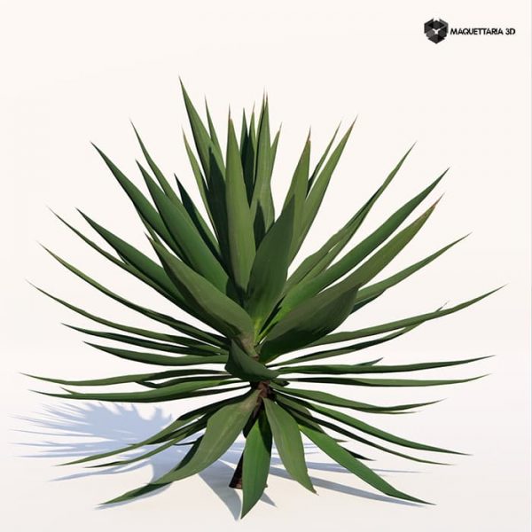 Agave Sisalana 01