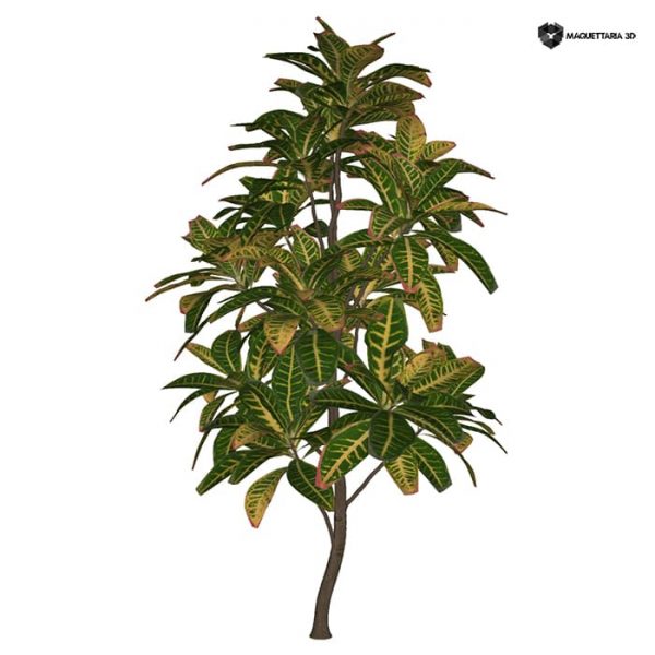 Codiaeum Variegatum 04 - Image 2