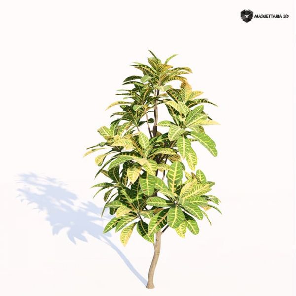 Codiaeum Variegatum 04