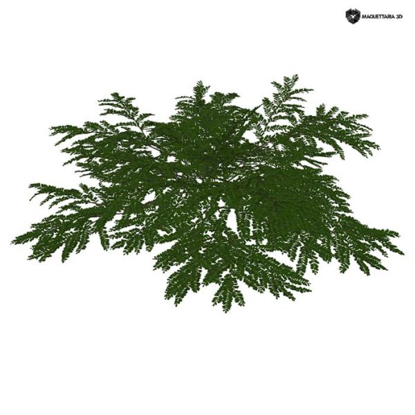 Cotoneaster Horizontalis 01 - Image 2