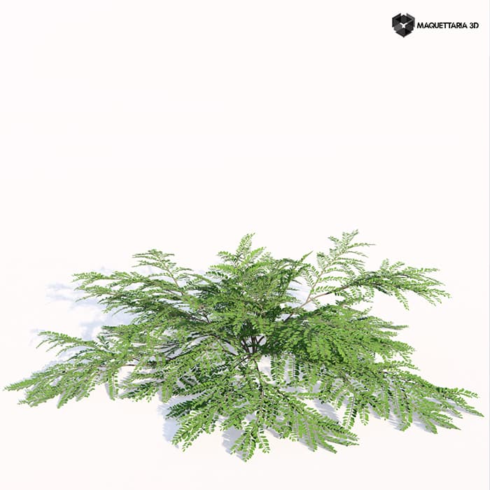 Bloco 3D de Vegetação - Cotoneaster Horizontalis 01
