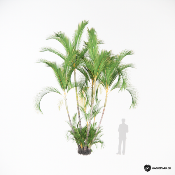 Palmeira Areca 03