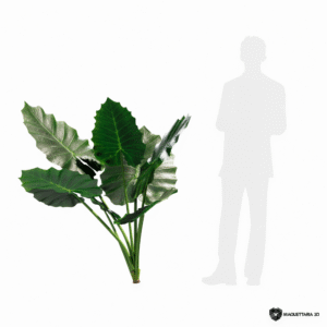 Alocasia 02