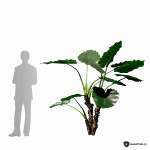 Alocasia 03