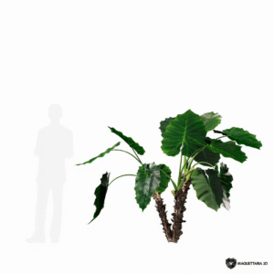 Alocasia 04