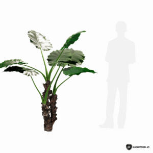 Alocasia 05