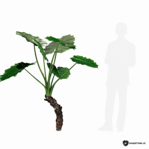 Alocasia 06
