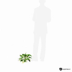 Alocasia 06