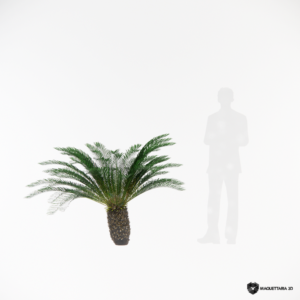 Cycas revoluta 01