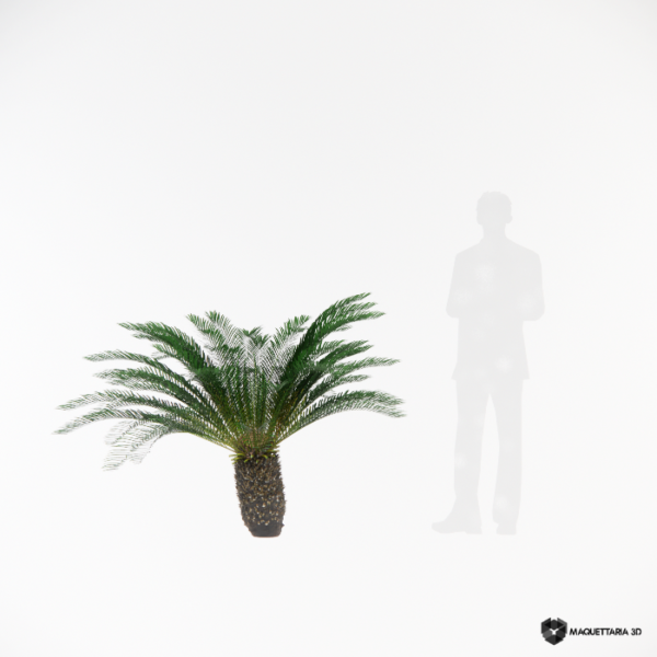 Cycas revoluta 01