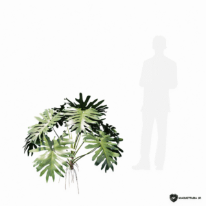Haumatophyllum 03