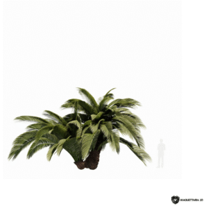 Macrozamia 01