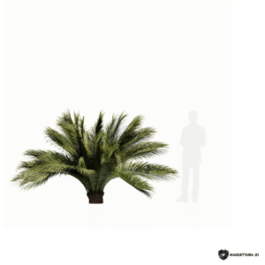Macrozamia 02