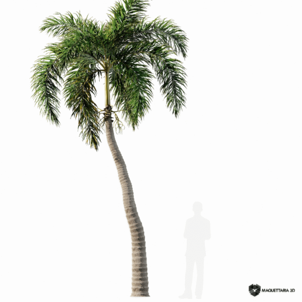 Palmeira de coco