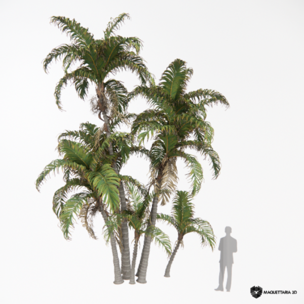 Palmeira Areca 04