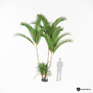 Palmeira Areca 05