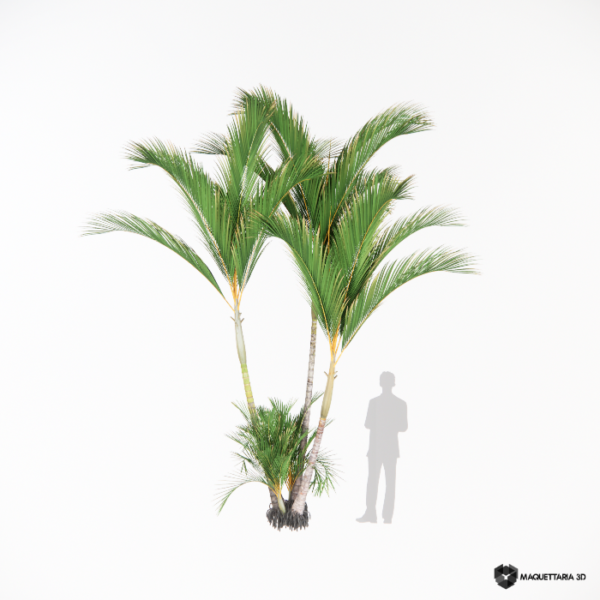 Palmeira Areca 05