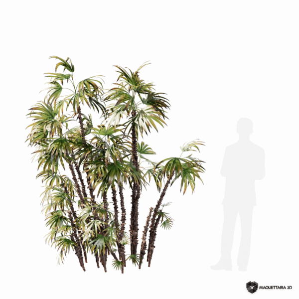 Raphis excelsa 01