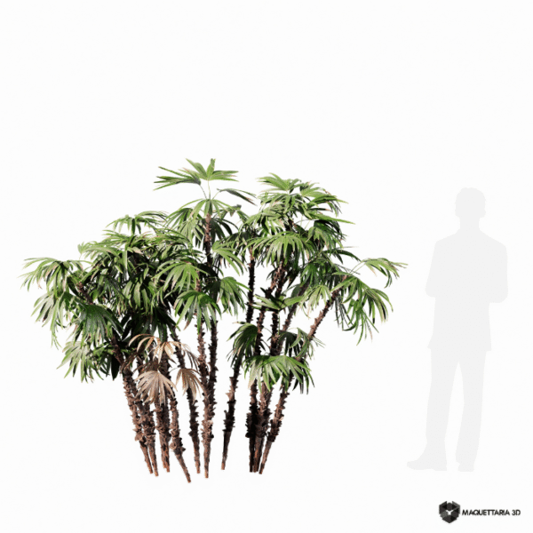 Raphis excelsa 02
