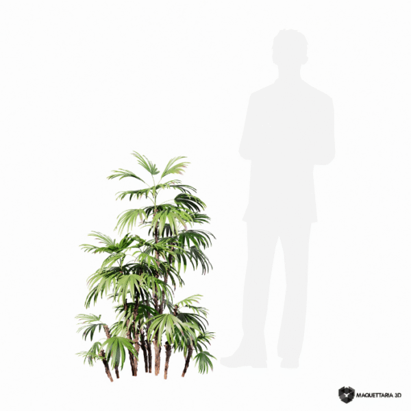 Raphis excelsa 03