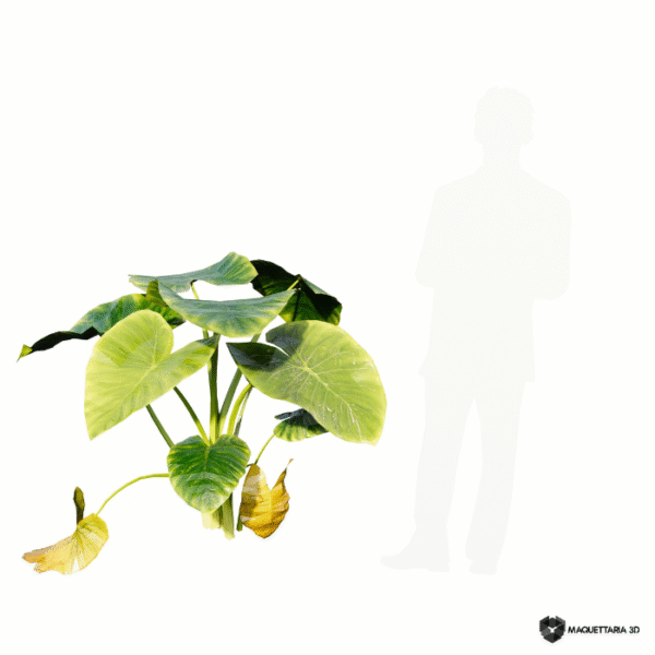 TARO 01