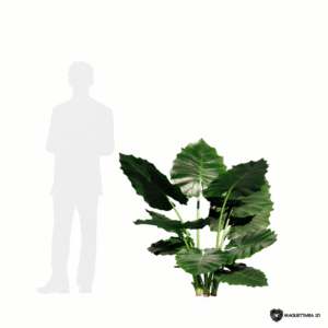 Alocasia 07