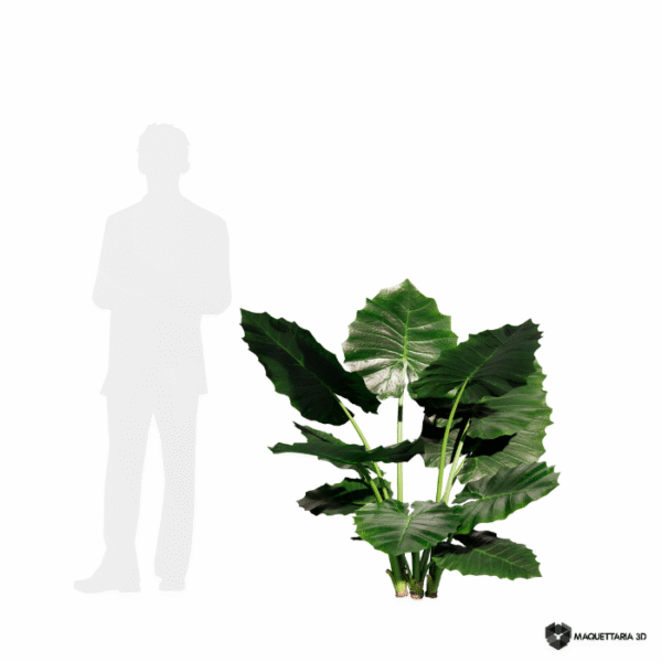 Alocasia 07