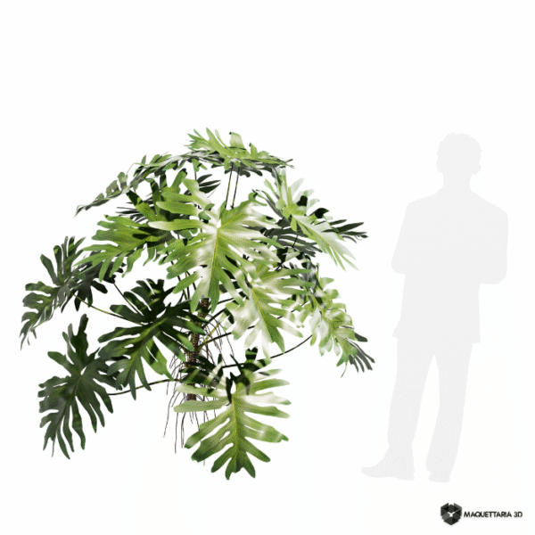 Haumatophyllum