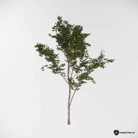 Árvore Médio Porte 01