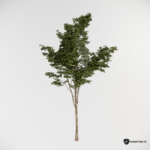 Árvore Médio Porte 02