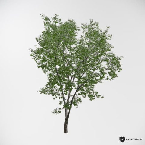 Arvores de bordo grande porte