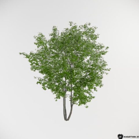 Árvores de bordo pequeno