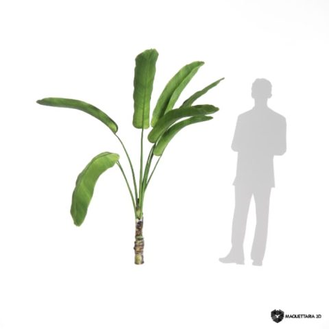 Bananeira Ornamental 01