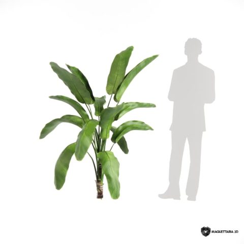 Bananeira Ornamental 02