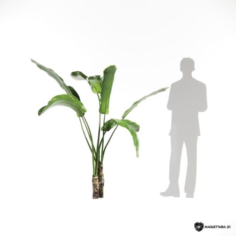 Bananeira Ornamental 03