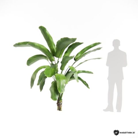 Bananeira Ornamental 04