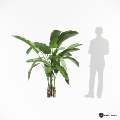 Bananeira Ornamental 05