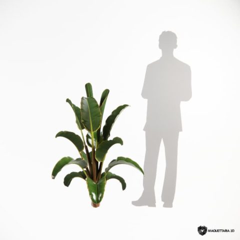 Bananeira Ornamental 07