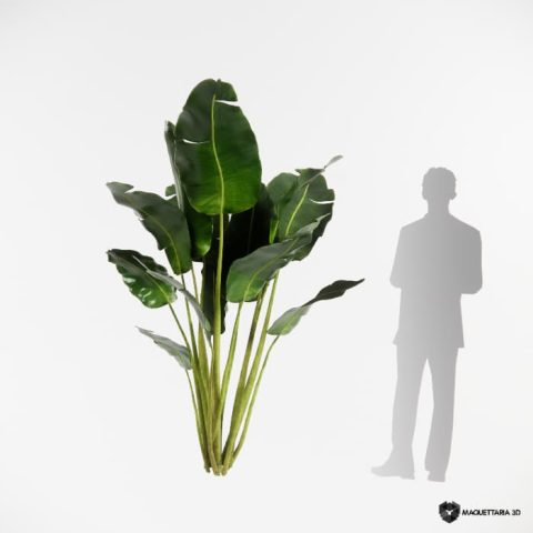 Bananiera Ornamental 08