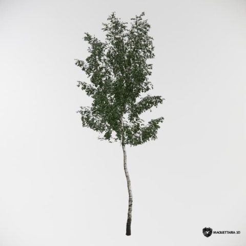 Betula Pequeno Porte