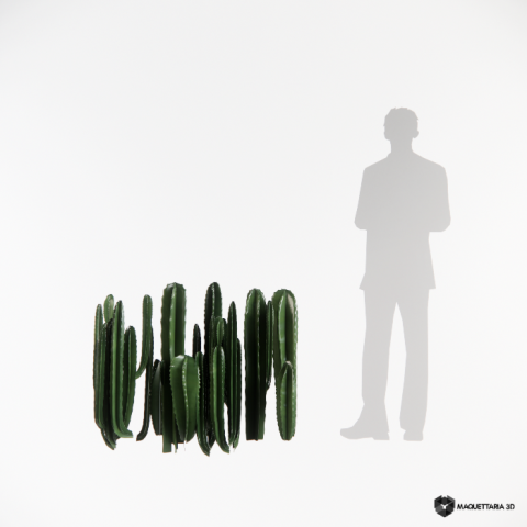 Cacto Cereus jamacaru