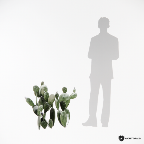 Cacto Fundo Pera Espinhosa 01