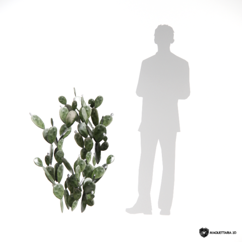 Cacto Fundo Pera Espinhosa 02