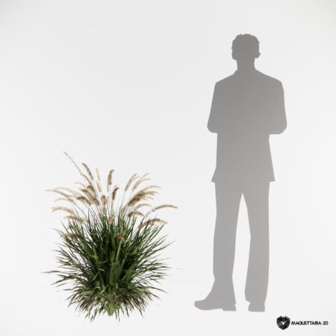 Capim do texas branco