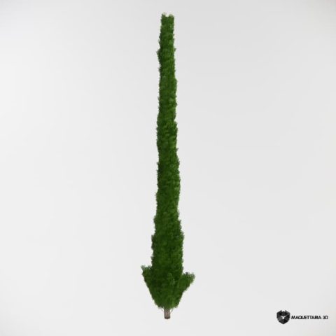 Cipreste grande Porte