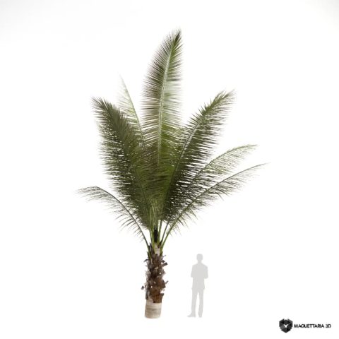 Cocos nucifera Pequena