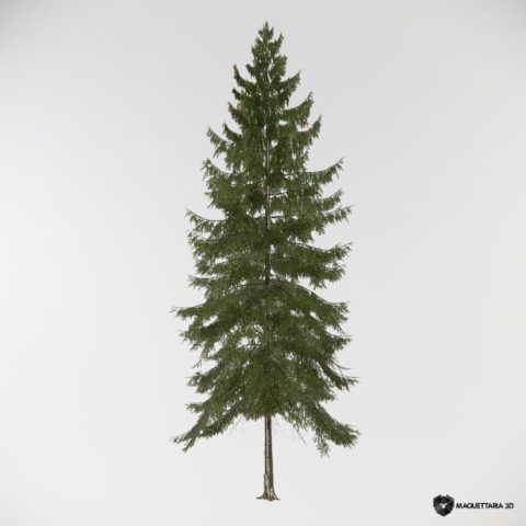 Conífera Picea Grande porte 01