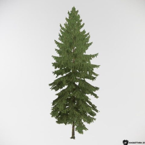 Conífera Picea Grande porte 02