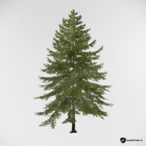 Conífera Picea Pequeno porte 03